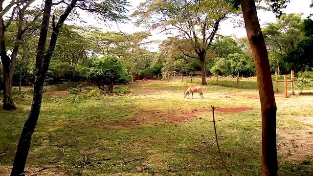 The NAIROBI SAFARI WALK - 2021 KWS смотреть онлайн