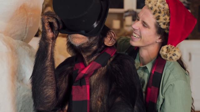 CHIMPANZEE'S FIRST SNOW DAY | Chimpmas смотреть онлайн