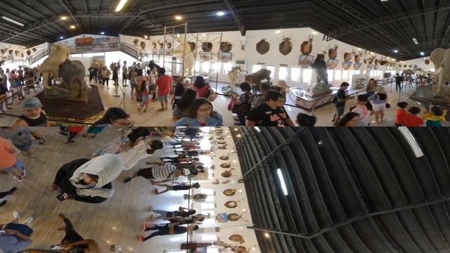 Safari gallery at Baluarte zoo смотреть онлайн