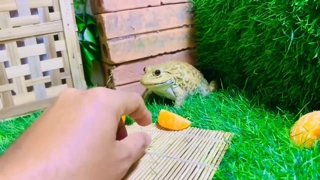 Brave Cute Family Bullfrog Vs Balls ⚽️ Funny Frogs / Screaming Frogs