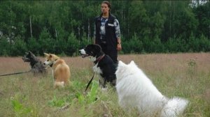 Догтренинг 640. Полевые испытания для молодых собак или как убить 3 зайцев.