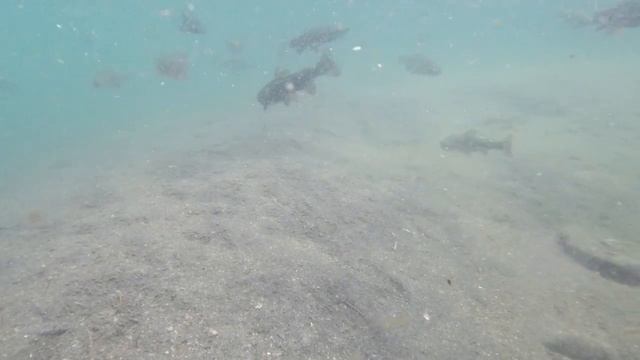 Osmo Action 3 and Akaso 7 LE underwater test, raw trout feeding footage not 4K смотреть онлайн