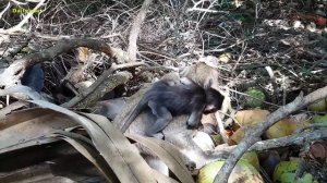 Baby monkey Leo very brave one | Leo so cute and active baby monkey | what an adorable monkey baby!