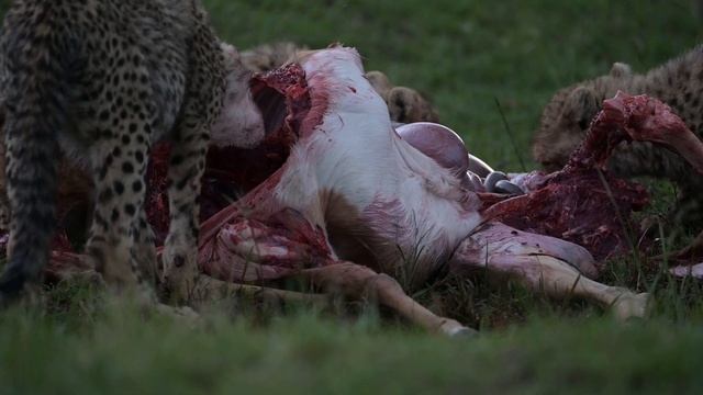 EcoTraining Kenya Safari Guide Course | Discover East Africa смотреть онлайн