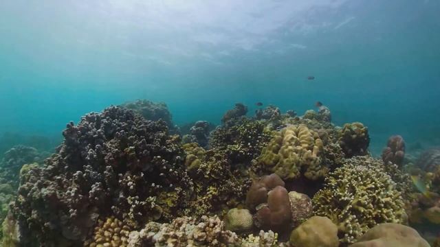 The Little Brave Kid Ocean Exploration By @the_evolver смотреть онлайн