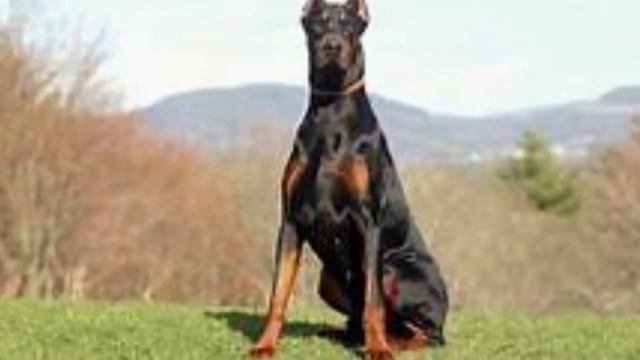 Strong and brave dogs смотреть онлайн