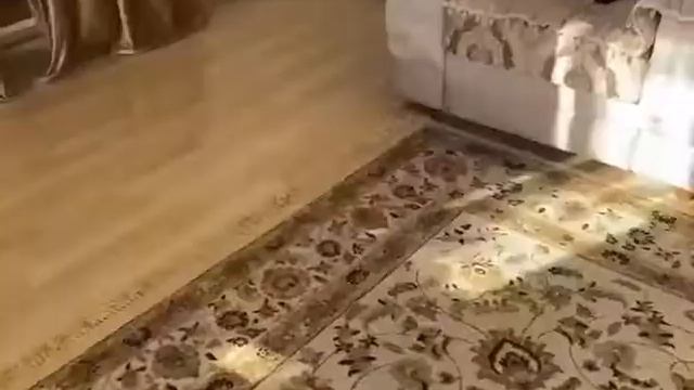 Чеченский прикол! смотреть онлайн