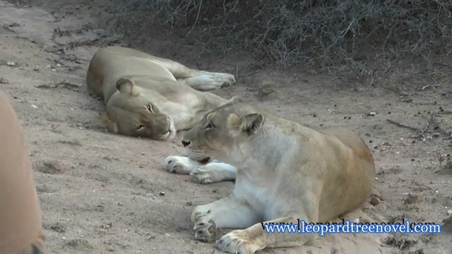 We find two prime lionesses during our Shumbalala game drive safari смотреть онлайн