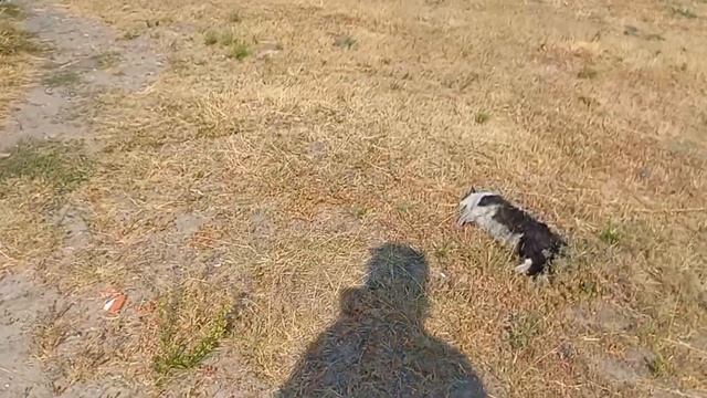 Похоронили котика