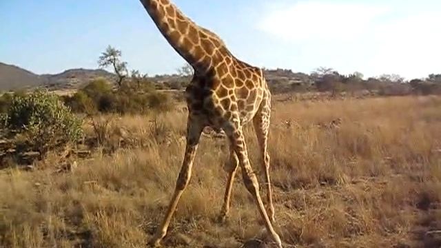 Johannesburg Safari смотреть онлайн