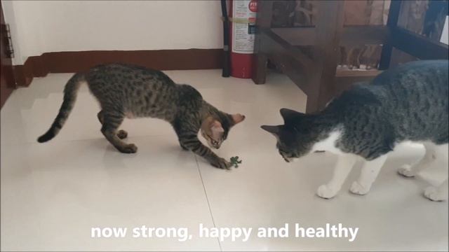 Rescued kitten, GOBLIN has grown healthy and strong after 5 months смотреть онлайн
