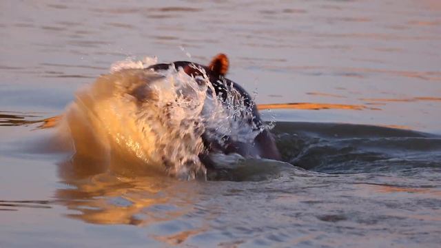 ZAMBIA PHOTO SAFARI HIGHLIGHTS - South Luangwa 2022 4K смотреть онлайн