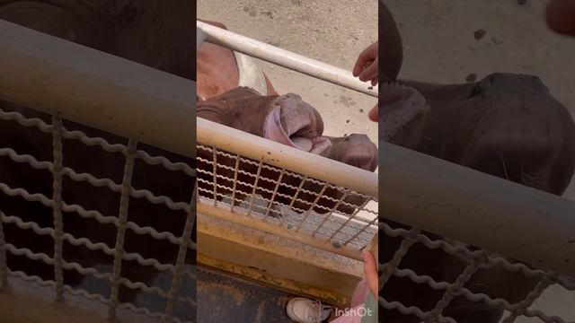 Vamos al Safari de el Reino Animal 🐪🦒🦓 смотреть онлайн