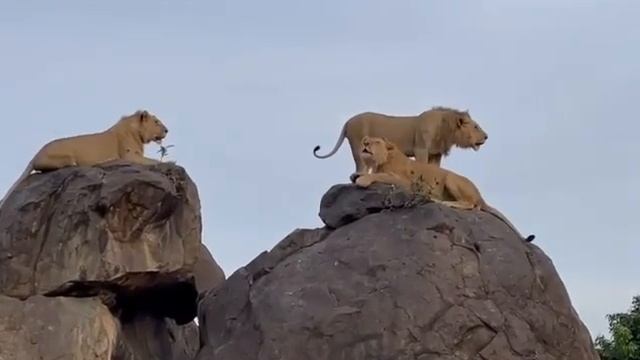 Best Tanzania Serengeti safari by Cheeky Monkey safaris смотреть онлайн