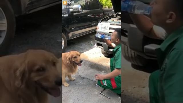 Un brave chien !! смотреть онлайн