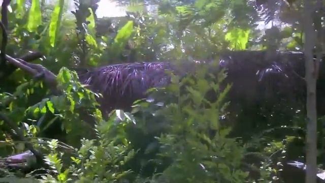 River Safari's Amazon River Quest Boat Ride Preview смотреть онлайн