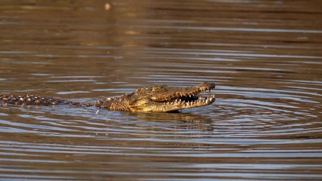 Kruger National Park Safari | Singita Sweni Lodge смотреть онлайн