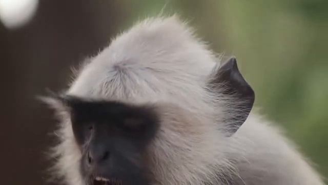 Monkey of Jaipur-Slow motion | Jhalana Jungle safari смотреть онлайн
