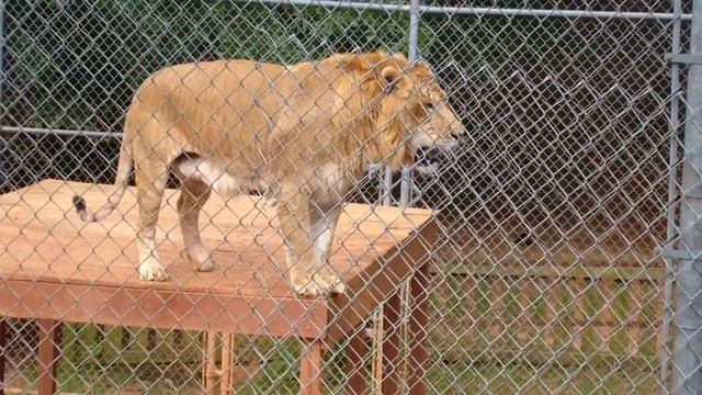 Liger At The Wild Animal Safari Park In Pine Mountain Georgia смотреть онлайн