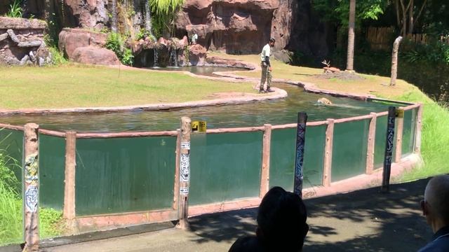 tiger show Bali safari and marine park.. смотреть онлайн