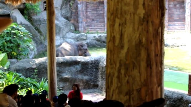 Bali Vlog 2: Safari & Marine Park Adventure смотреть онлайн