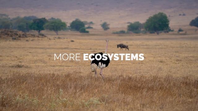 Enjoy the nature of Tanzania! With Tracks of Africa Safari Adventure смотреть онлайн