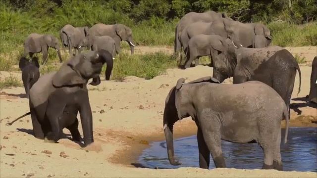 Exploring Wild Kruger at Jock Safari Lodge смотреть онлайн