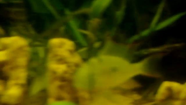 Aquarium 60 litre Amazon black water смотреть онлайн