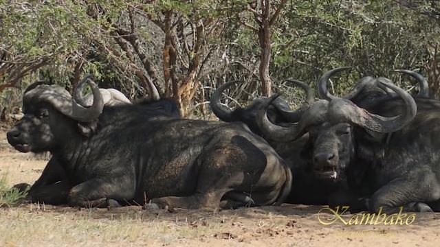 South African Safari Lodge Video // Kambako Executive Lodge смотреть онлайн