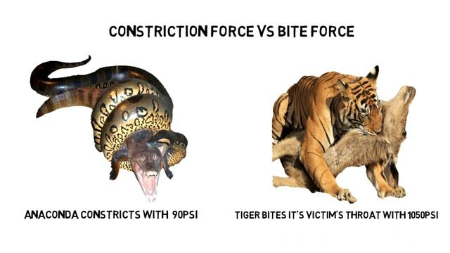 Tiger vs Anaconda, who will win || Jungle Safari смотреть онлайн