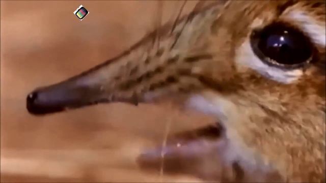 Take A Closer Look At That Snout Meme Compilation смотреть онлайн