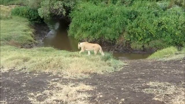 Jack & Jane's African Safari смотреть онлайн