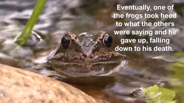 Brave Frog смотреть онлайн