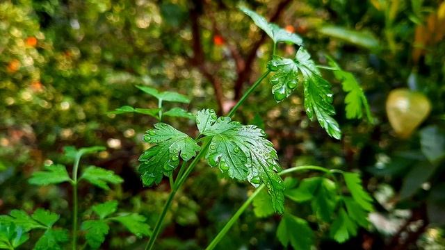 Spring: the Music of Open Windows!☀️🌿 | W. A. Mozart, Symphony No.38 in D major - A Far Cry 🎶🎼 смотреть онлайн