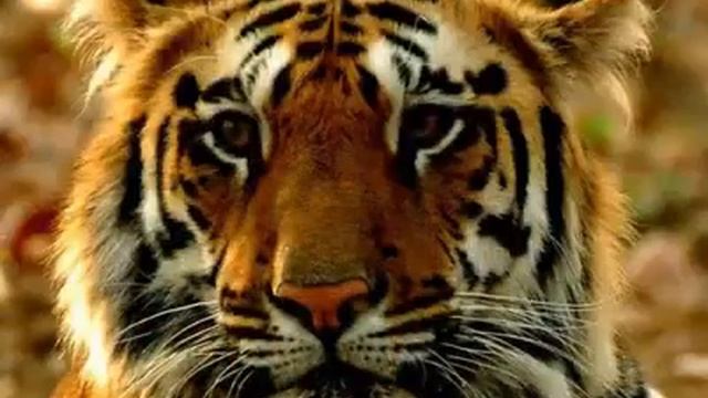 Bandhavgarh Jungle Jeep Safari Booking | (Mobile) 0799 982 4002 Call For Booking #bandhavgarh #tige смотреть онлайн