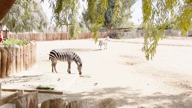 Wildlife World Zoo, Aquarium & Safari Park! смотреть онлайн