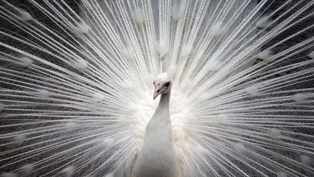 Bird Song - solo piano piece by Frances Drost смотреть онлайн