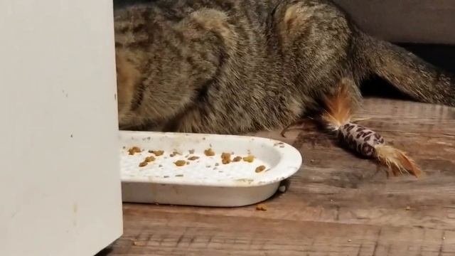 Ella the brave 9/19/18 смотреть онлайн