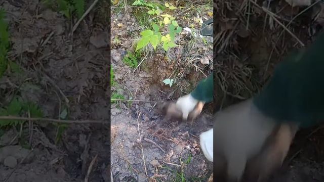 ВОТ ТАКИЕ ДВА КРАСАВЦА...ТРАКИ ОТ ГУСЕНИЧНОГО ТРАКТОРА Т-40... #копметаллавлесу #Garrett300ice