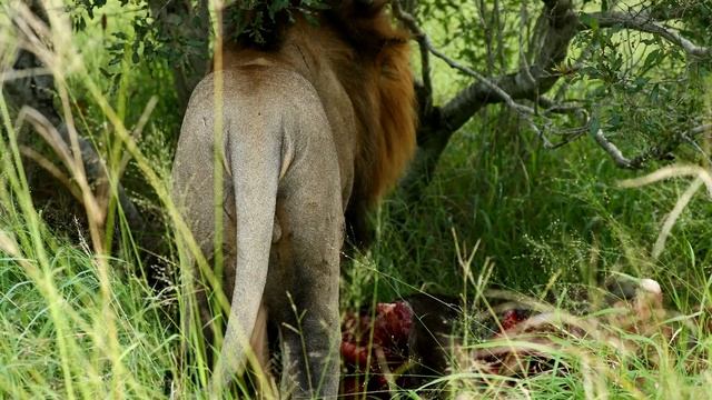 Powerful Male Lion Drags a Wildebeest Across the Road (Mandevu) смотреть онлайн