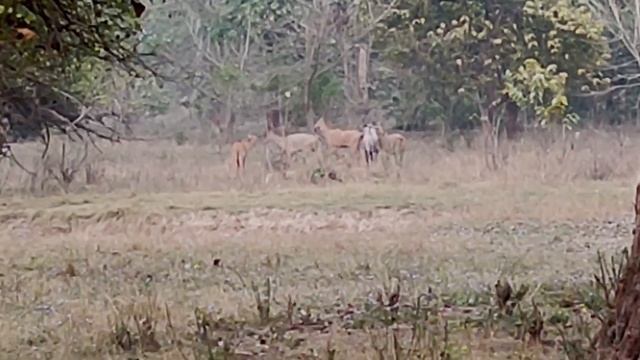 Leopard spotted in Ranipur Range || RAJAJI NATIONAL PARK || JUNGLE SAFARI || RANIPUR ZONE || RAJAJI смотреть онлайн