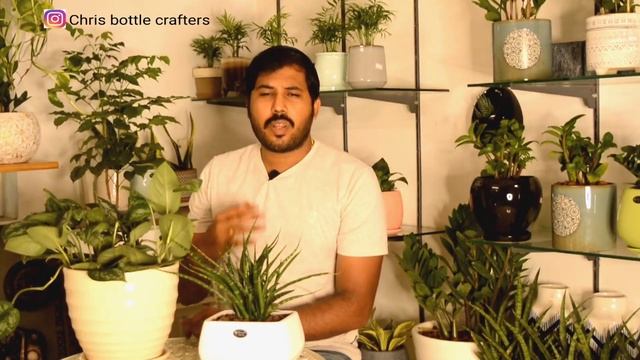 കേരളത്തിൽ ഇൻഡോർ പ്ലാന്റ്സ് മേടികാൻ പോകുന്നതിന് മുൻപ് ഇത് കാണണം.. how to choose indoor plants смотреть онлайн