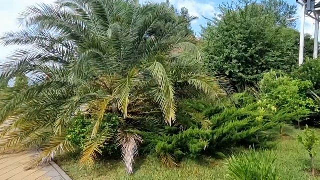 Наше первое утро в Сочи (12.08.2022)