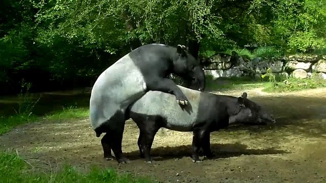 Malayan Tapir Mating - Emus Swimming - Siberian Tiger Ahimsa - Tierpark Hellabrunn