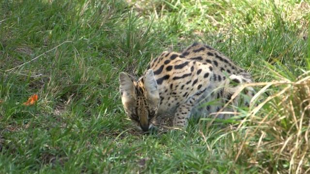 African Animals 4k - African Wild Life 4k - Scenic Relaxation Film With Calming Music смотреть онлайн