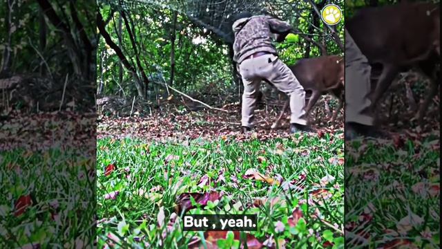 Brave rescue of stuck buck смотреть онлайн