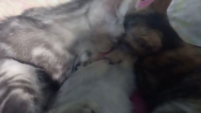 котятам сильно жарко что друг друга моют🐱😆😅🤣😂😂😆😆😅🤣😆😅🤣😂 смотреть онлайн