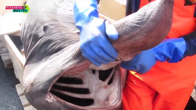 Самые НЕОБЫЧНЫЕ и МЕРЗКИЕ блюда, о которых вы даже не подозреваете! смотреть онлайн