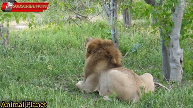 Part 02 | A herd of lions walking смотреть онлайн