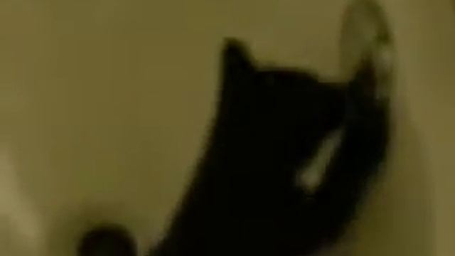silly kitty смотреть онлайн